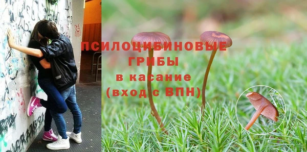 сатива Богородицк
