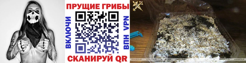 Галлюциногенные грибы Psilocybe  Сковородино 